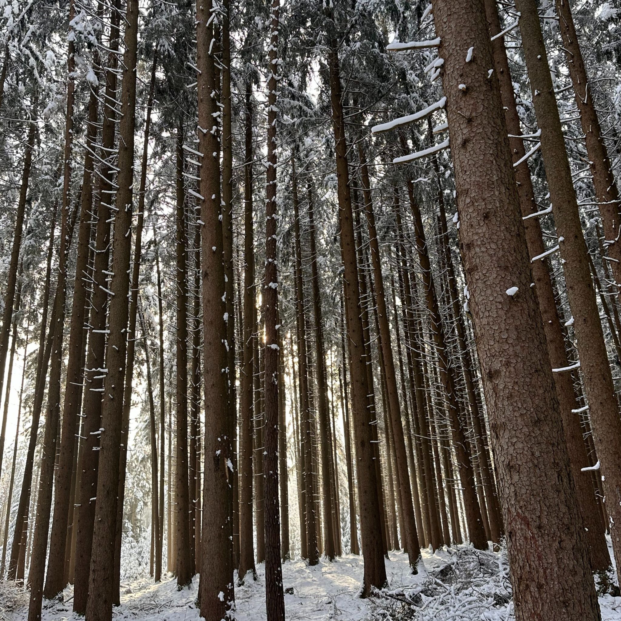 Lange Spaziergänge durch Wälder mit Schnee - das finden Sie bei uns im Allgäu in Lechbruck am See