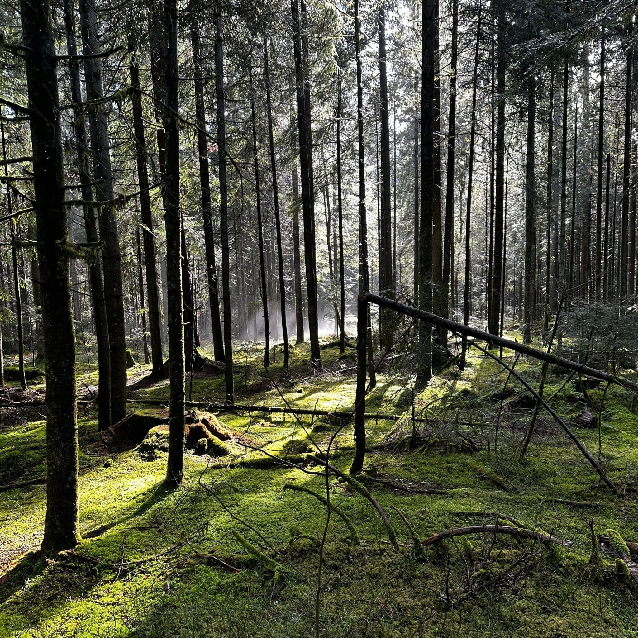 Lange Spaziergänge durch viele Wälder - direkt ab der Haustüre. Das finden Sie in unserem gemütlichen Ferienhaus in Lechbruck am See